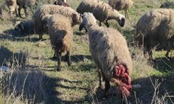 Yabani hayvanlar, küçükbaş sürüsüne saldırdı