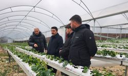 Yayladağı'nda örtü altında çilek üretimi sürüyor