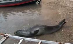 Yunanistan'dan kaçıp geldiği Antalya sahilinde dinlenen Akdeniz foku, mavi sularla buluşturuldu