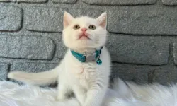 British Shorthair Özellikleri ve Kökeni