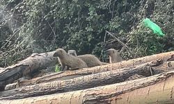 Erdemli’de Merkeze Kadar İndiler: Sansar Ailesi Mahalle Arasında Görüntülendi