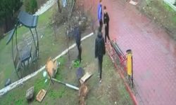 Adana'da çocuklar parktaki kuş yuvasını parçaladı: o anlar kamerada