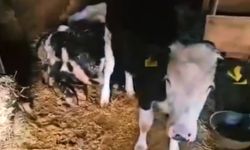 Aşırı yağışta mahsur kalan çoban ve hayvanlara jandarmadan yardım