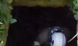 Atık su deposuna düşen kedi kurtarıldı