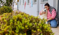 Can dostlar yeni yuvalara sahiplendiriliyor