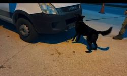 Hatay'da 11 kilo 200 gram skunk ele geçirildi; 1 tutuklama