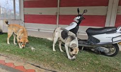 Hatay'da 4 mahalle 'kuduz risk bölgesi' ilan edildi