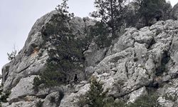 Kayalıkta mahsur kalan keçi ve kuzusunu itfaiye kurtardı