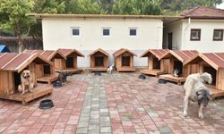 Kepez'de sokak hayvanlarına sıcacık yuvalar