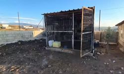 Osmaniye'de güvercin hırsızlığı kamerada