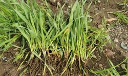 Osmaniye'de sağanak sonrası tarım arazilerinde hasar tespiti sürüyor