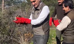 Osmaniye'de tedavi edilen 2 şahin doğaya salındı