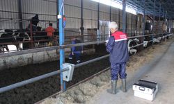 Şap hastalığına karşı saha çalışması