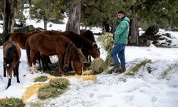 Toros Dağları'ndaki yılkı atlarına yiyecek desteği