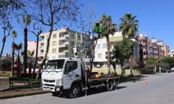 Toroslar'da ağaçlara kış bakımı