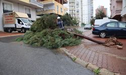Toroslar'da fırtınanın ardından temizlik