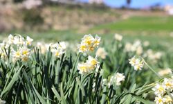 Mersin Büyükşehir’in Nergis Projesi Kırsalda Üretimi 10 Kat Artırdı