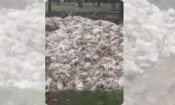 Tarsus’ta Çevre Alarmı! Ölü Tavuklar Ormana Atıldı