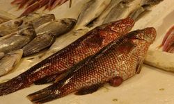 Mersin’de ‘Portakal Benekli Lagos’ Tezgaha Çıktı