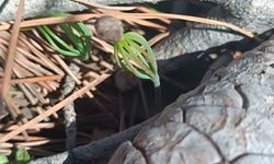 Silifke’de Küllerinden Doğuş: Yanan Ormanlar Yeniden Hayat Buluyor