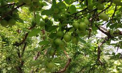 Mut’ta Örtü Altı Erik Hasadı Başladı