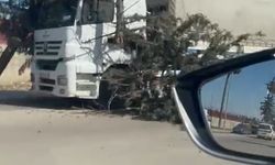 Adana'da rüzgar nedeniyle ağaçlar devrildi