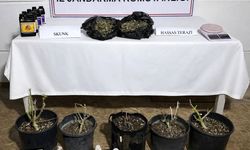 Aksu'da serada uyuşturucu üretimine operasyon