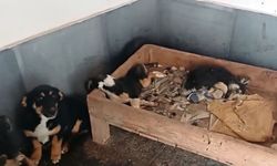 Bucak'taki hayvan barınağı iddialarına soruşturma