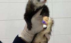 Gelincik sağlığına kavuşturuldu