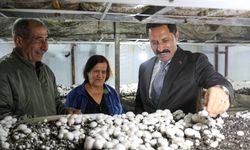 Hatay Valisi Masatlı Defne'de kültür mantarı hasadına katıldı