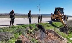 Hatay'da yol kenarları ağaçlandırılıyor