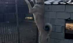 Kulakları kesilen yavru köpeklerin 30-40 bin liraya satıldığını söyleyerek şikayetçi oldu