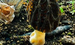 Mersin'de çiftçiler kilosu 5 bin TL'ye satılan kuzugöbeği mantarı üretimini öğrenecek