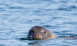 Nesli tehlikedeki Akdeniz foku yuvalarına 'tur' şikayeti