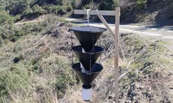 Ormanları tehdit eden kabuk böceklerine karşı mücadele