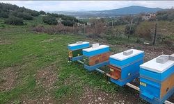 Osmaniye'de arıcılara, verimi artıracak ıslah edilmiş ana arılar dağıtılacak