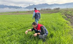 Osmaniye'de ekili alanlarda bitkisel gelişim süreci takip ediliyor
