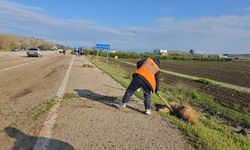Otomobilin çarptığı sürüdeki 7 koyun telef oldu