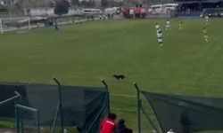 Sahaya giren köpek, maçın geçici olarak durmasına neden oldu