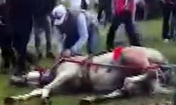 Sahibinin, koşmadığı için dövdüğü at bayıldı