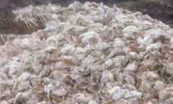 Tarsus'ta ormana çok sayıda tavuk ölüsü atıldı