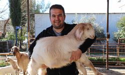 Verim artıyor, hastalık riski azalıyor