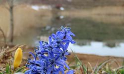 Yaylalarda karlar erimeye başladı, bahar çiçekleri açtı