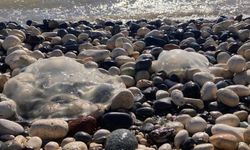 Mersin Sahillerinde Denizanası Alarmı! Uzmanlar Uyardı