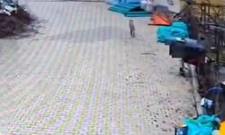 Adana'da aç kalan kurdun, yerleşim yerinde yemek aradığı anlar kamerada