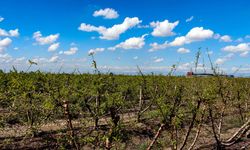 Ağır kış şartlarına karşın Çukurova'da sert çekirdekli meyveler olgunlaştı