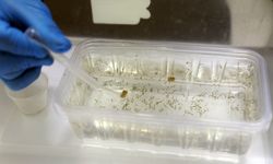 Antalya'da yoğun yağışlar sonrası sivrisinek alarmı