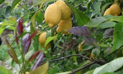 Arsuz'da limon hasadı başladı