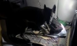 Bagajdaki ayakkabıya gizlenmiş 50 gram metamfetamin ele geçirildi