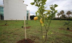 Daha yeşil bir Akdeniz Üniversitesi için 5 bin fidan dikildi